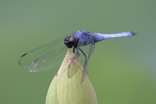 Blaue Libelle