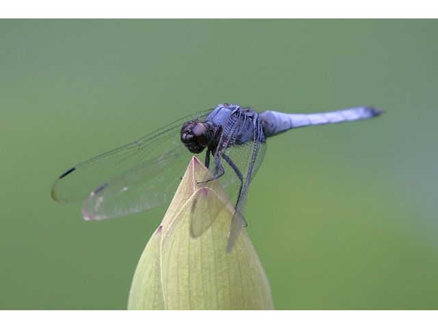Blaue Libelle_4-3