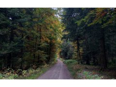 Waldneuordnung_Online-Info_ALE_Artikelbild Waldneuordnung_Online-Info_ALE_Artikelbild